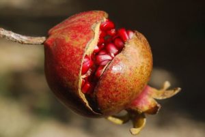 Pomegranates-to-fight-erectile-dysfunction