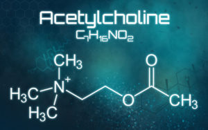 morning-erections-Acetylcholine