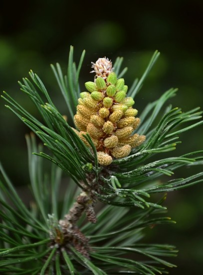 Pine Pollen Testosterone - 5 ways this herb jacks up your man juice