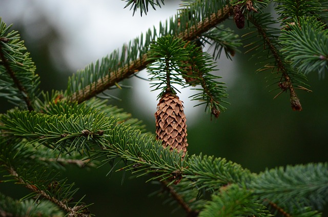 pine-pollen-testosterone