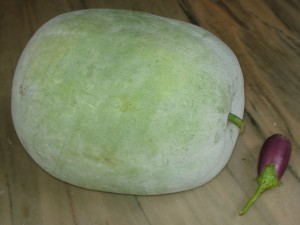 Winter-Melon