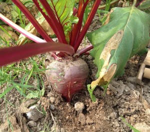 beets-nitric-oxide