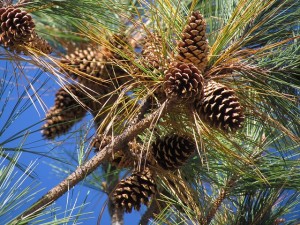 pine-pollen-nitric-oxide