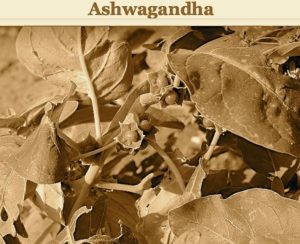 ashwagandha-for-erections