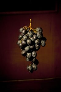 grape-seed-extract-erectile-dysfunction
