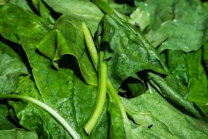Spinach-Leaves