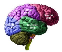 Picture of the human brain