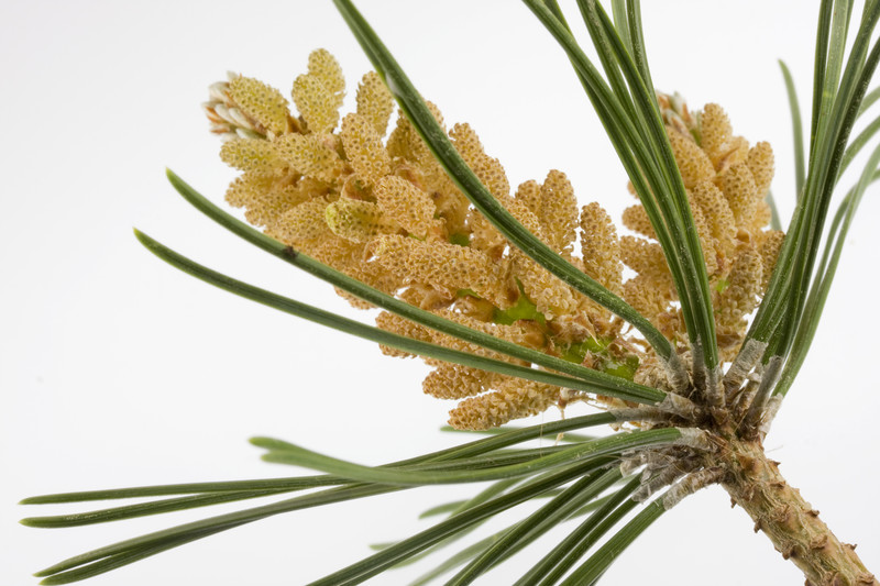 pine-pollen-vs-pine-bark