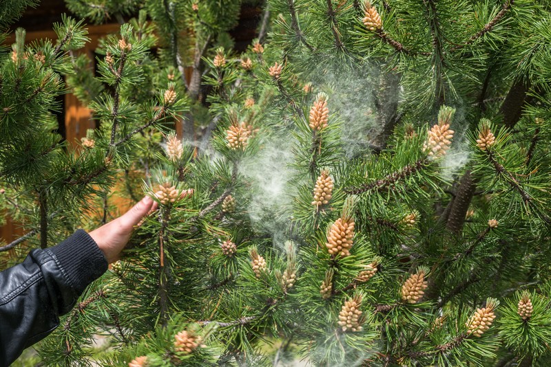 Does-Pine-Pollen-Increase-Estrogen