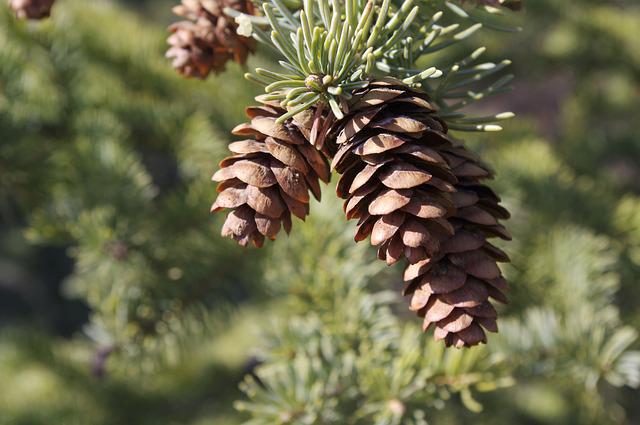pine-pollen-cones