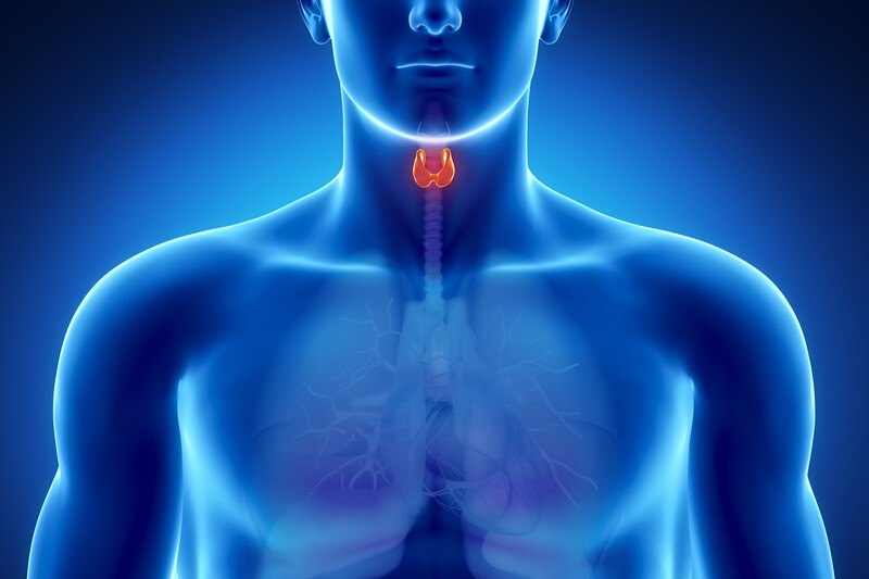 Optimize Thyroid Function to Increase Androgen Receptors
